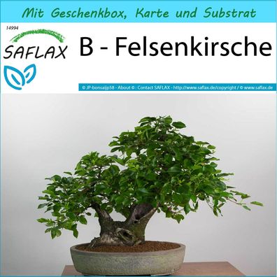 SAFLAX Geschenk Set - B - Felsenkirsche - Prunus - 30 Samen