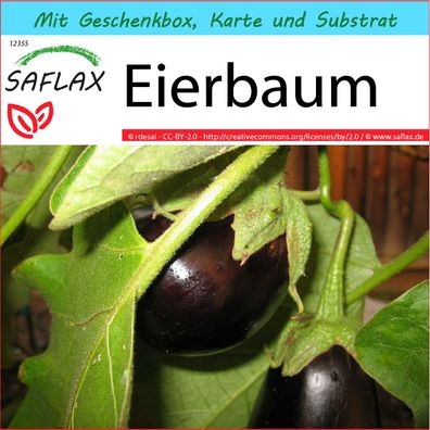 SAFLAX Geschenk Set - Eierbaum - Solanum - 20 Samen