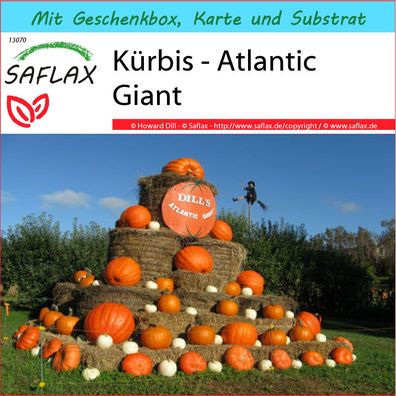 SAFLAX Geschenk Set - Kürbis - Atlantic Giant - Cucurbita - 7 Samen