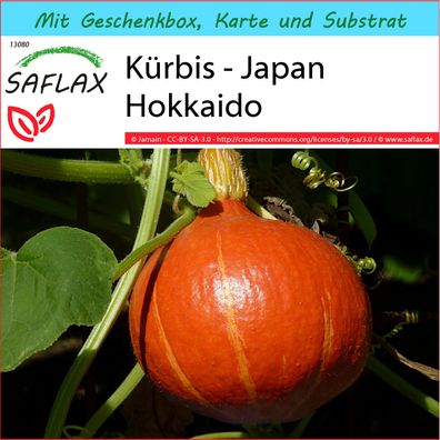 SAFLAX Geschenk Set - Kürbis - Japan Hokkaido - Cucurbita - 10 Samen