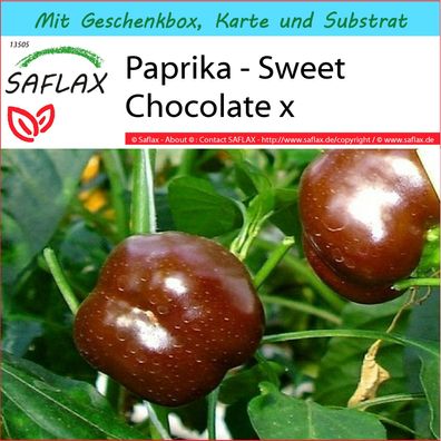 SAFLAX Geschenk Set - Paprika - Sweet Chocolate x - Capsicum - 10 Samen