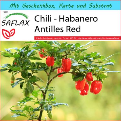 SAFLAX Geschenk Set - Chili - Habanero Antilles Red - Capsicum - 10 Samen