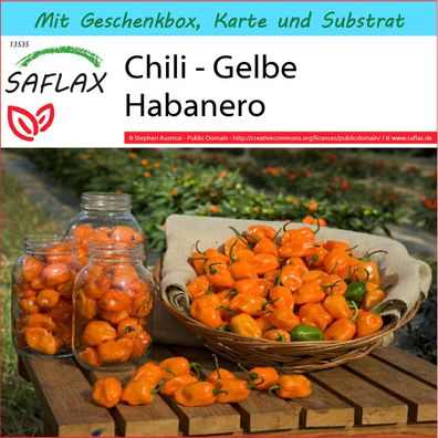 SAFLAX Geschenk Set - Chili - Gelbe Habanero - Capsicum - 10 Samen