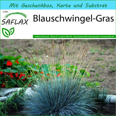 SAFLAX Geschenk Set - Blauschwingel-Gras - Festuca - 50 Samen