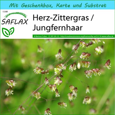 SAFLAX Geschenk Set - Herz-Zittergras / Jungfernhaar - Briza - 75 Samen