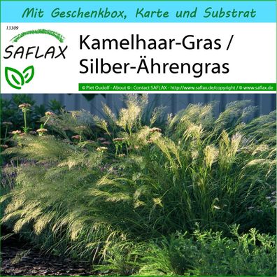 SAFLAX Geschenk Set - Kamelhaar-Gras / Silber-Ährengras - Stipa - 50 Samen