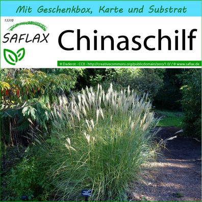 SAFLAX Geschenk Set - Chinaschilf - Miscanthus - 200 Samen