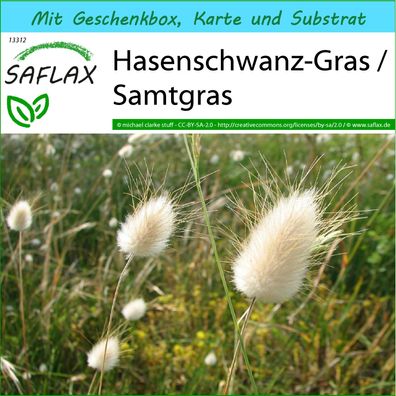 SAFLAX Geschenk Set - Hasenschwanz-Gras / Samtgras - Lagurus - 100 Samen