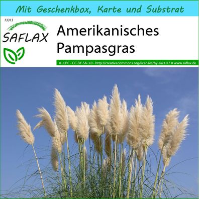 SAFLAX Geschenk Set - Amerikanisches Pampasgras - Cortaderia - 200 Samen