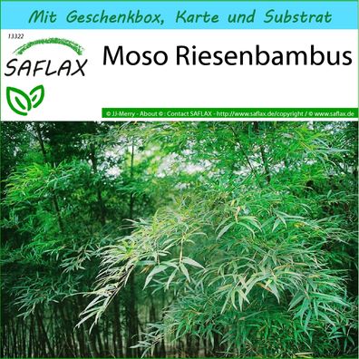 SAFLAX Geschenk Set - Moso Riesenbambus - Phyllostachys - 20 Samen