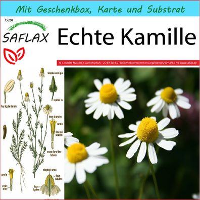 SAFLAX Geschenk Set - Echte Kamille - Matricaria - 300 Samen
