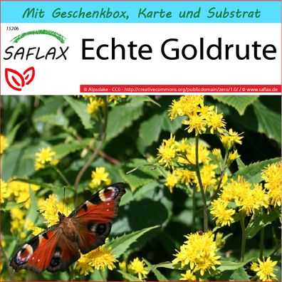SAFLAX Geschenk Set - Echte Goldrute - Solidago - 100 Samen