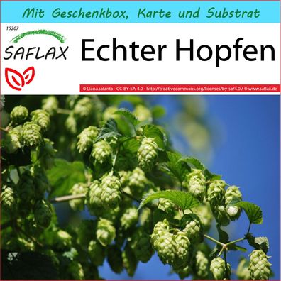 SAFLAX Geschenk Set - Echter Hopfen - Humulus - 50 Samen