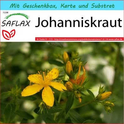 SAFLAX Geschenk Set - Johanniskraut - Hypericum - 300 Samen