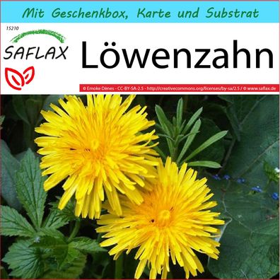 SAFLAX Geschenk Set - Löwenzahn - Taraxacum - 200 Samen