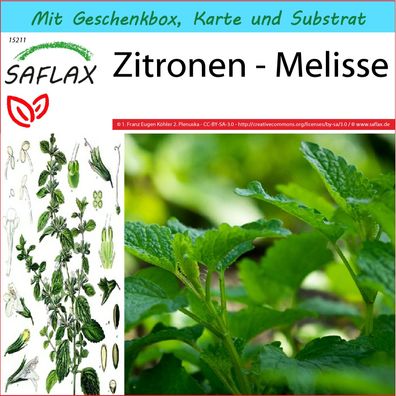 SAFLAX Geschenk Set - Zitronen - Melisse - Melissa - 150 Samen