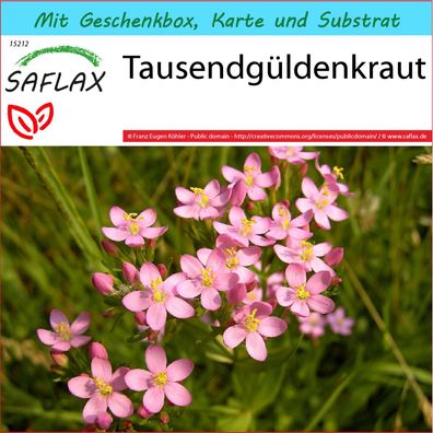 SAFLAX Geschenk Set - Tausendgüldenkraut - Centaurium - 250 Samen