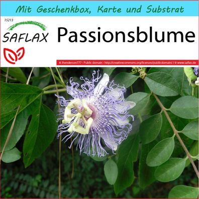 SAFLAX Geschenk Set - Passionsblume - Passiflora - 5 Samen
