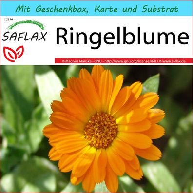 SAFLAX Geschenk Set - Ringelblume - Calendula - 50 Samen