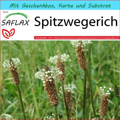 SAFLAX Geschenk Set - Spitzwegerich - Plantago - 100 Samen