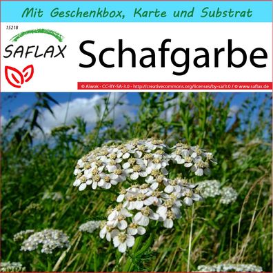 SAFLAX Geschenk Set - Schafgarbe - Achillea - 200 Samen