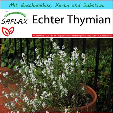 SAFLAX Geschenk Set - Echter Thymian - Thymus - 200 Samen