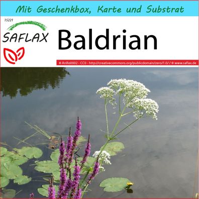 SAFLAX Geschenk Set - Baldrian - Valeriana - 200 Samen