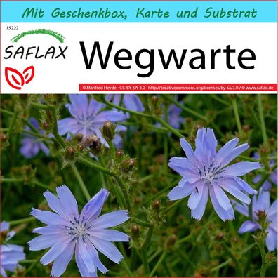 SAFLAX Geschenk Set - Wegwarte - Cichorium - 250 Samen