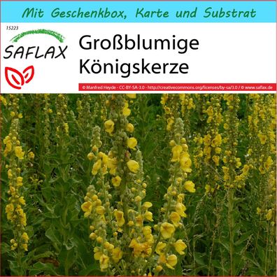 SAFLAX Geschenk Set - Großblumige Königskerze - Verbascum - 500 Samen