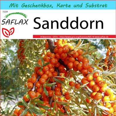 SAFLAX Geschenk Set - Sanddorn - Hippophae - 40 Samen