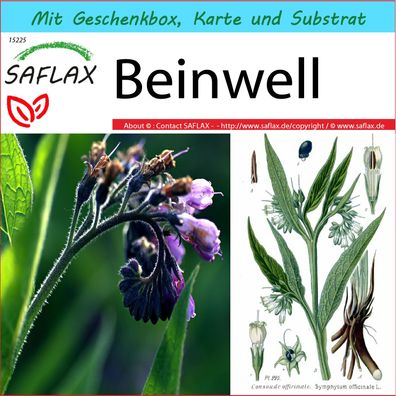 SAFLAX Geschenk Set - Beinwell - Symphytum - 15 Samen