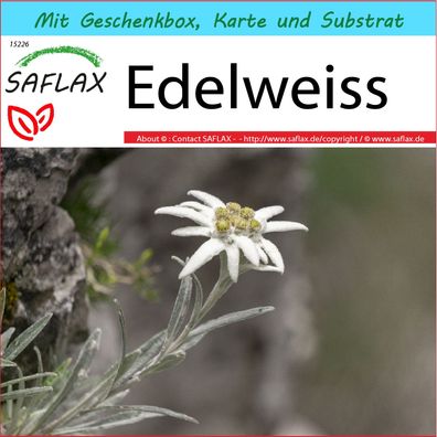 SAFLAX Geschenk Set - Edelweiss - Leontopodium - 500 Samen