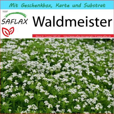 SAFLAX Geschenk Set - Waldmeister - Galium - 20 Samen