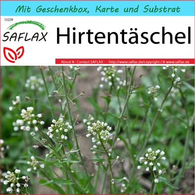 SAFLAX Geschenk Set - Hirtentäschel - Capsella - 1000 Samen