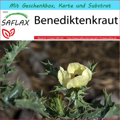 SAFLAX Geschenk Set - Benediktenkraut - Cnicus - 50 Samen