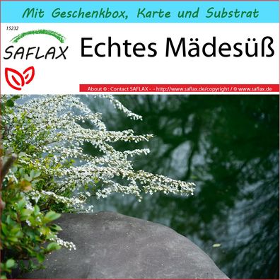 SAFLAX Geschenk Set - Echtes Mädesüß - Filipendula - 500 Samen