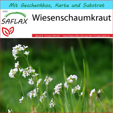 SAFLAX Geschenk Set - Wiesenschaumkraut - Cardamine - 100 Samen