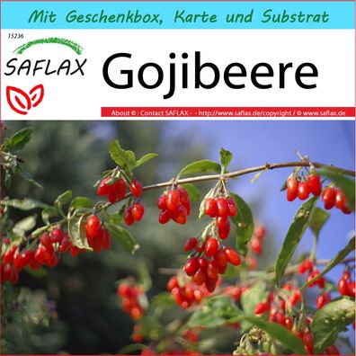 SAFLAX Geschenk Set - Gojibeere - Lycium - 200 Samen