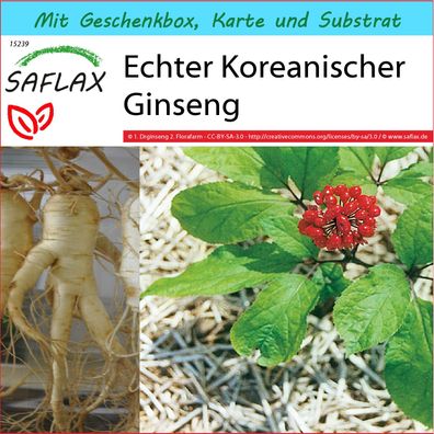 SAFLAX Geschenk Set - Echter Koreanischer Ginseng - Panax - 10 Samen