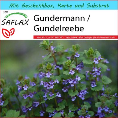 SAFLAX Geschenk Set - Gundermann / Gundelreebe - Glechoma - 75 Samen