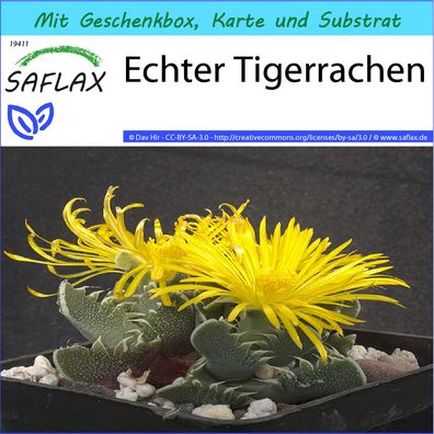 SAFLAX Geschenk Set - Echter Tigerrachen - Faucaria - 40 Samen