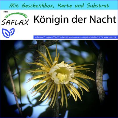 SAFLAX Geschenk Set - Königin der Nacht - Selenicerus - 40 Samen