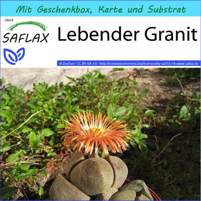 SAFLAX Geschenk Set - Lebender Granit - Pleiospilos - 40 Samen