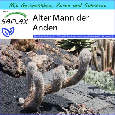 SAFLAX Geschenk Set - Alter Mann der Anden - Oreocereus - 40 Samen