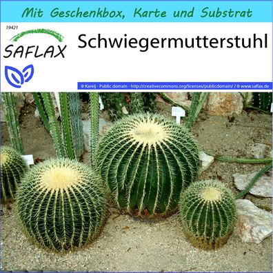 SAFLAX Geschenk Set - Schwiegermutterstuhl - Echinocactus - 40 Samen