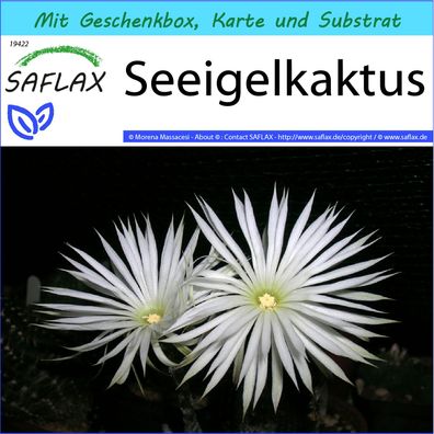 SAFLAX Geschenk Set - Seeigelkaktus - Echinopsis - 40 Samen