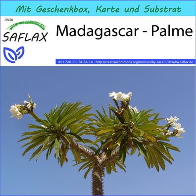 SAFLAX Geschenk Set - Madagascar - Palme - Pachypodium - 10 Samen