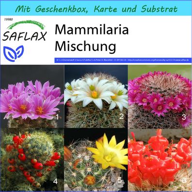 SAFLAX Geschenk Set - Mammilaria Mischung - Mammilaria - 40 Samen