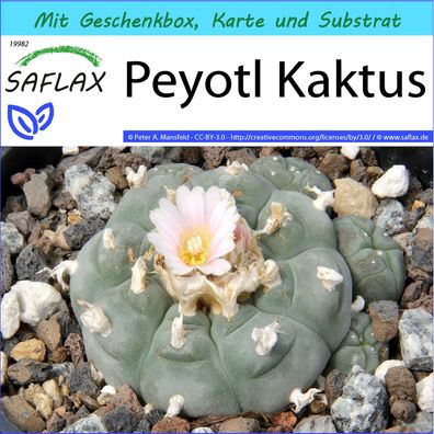 SAFLAX Geschenk Set - Peyotl Kaktus - Lophophora - 20 Samen