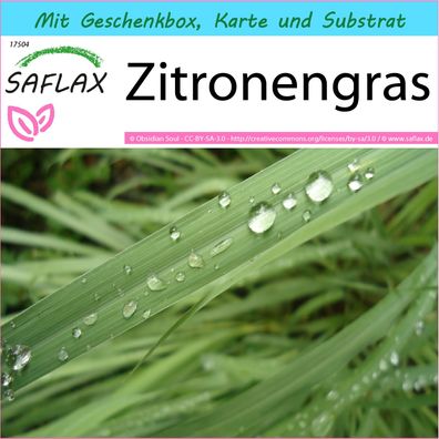 SAFLAX Geschenk Set - Zitronengras - Cymbopogon - 50 Samen